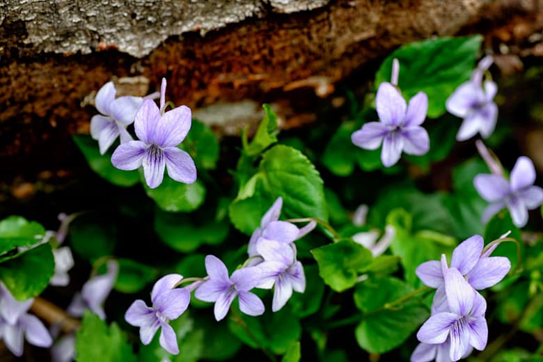 Viola rostrata (Фиалка с длинными шпорами)
