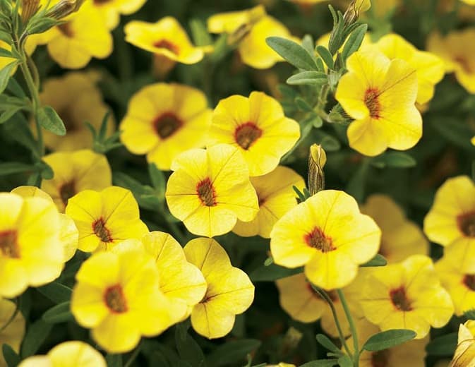 Calibrachoa 'Superbells Saffron'
