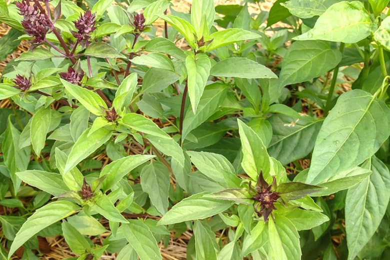 Ocimum basilicum 'Siam Queen'  (Тайскйи базилик)