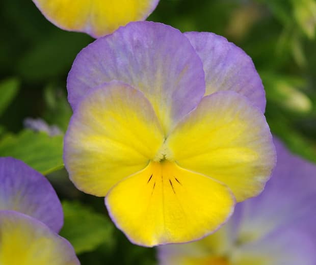 iola cornuta 'Halo Lilac' (Рогатая фиалка)