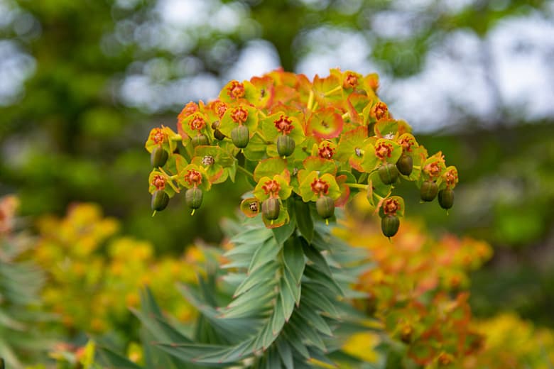 Euphorbia rigida (Прямостоячий миртовый молочай)