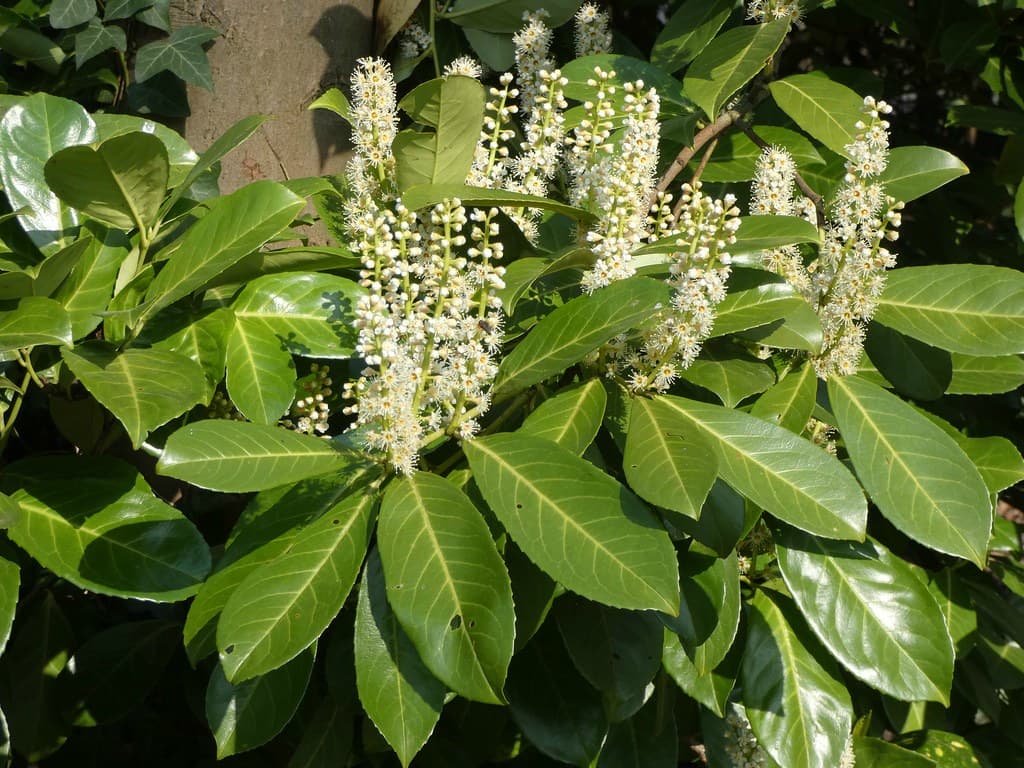 Лавровишня лекарственная
