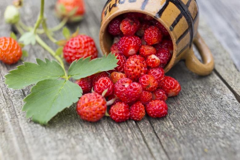 Fragaria virginiana (Алая земляника)