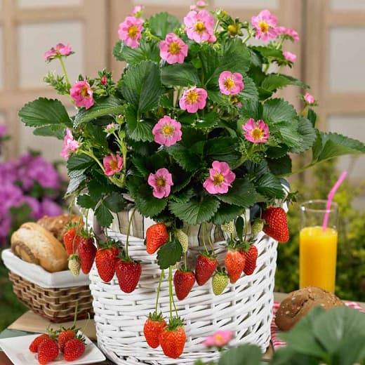 Fragaria × ananassa 'Gasana' (Вечнозеленая земляника)
