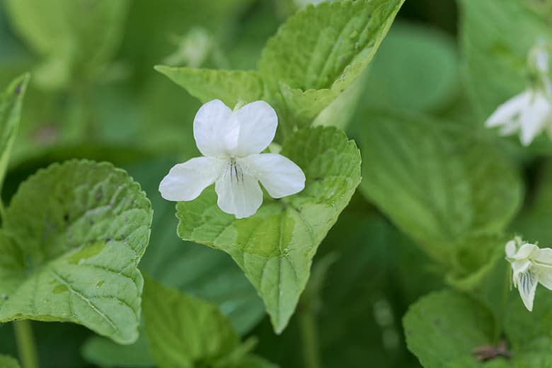 Viola striata (Полосатая белая фиалка)