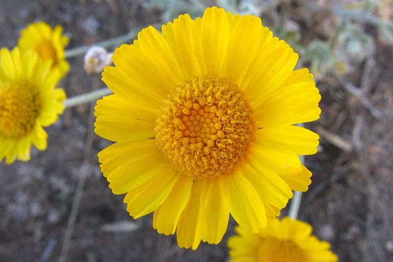 Baileya multiradiata (Бархатцы пустыни)