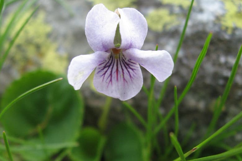 Viola palustris (Болотная фиалка)