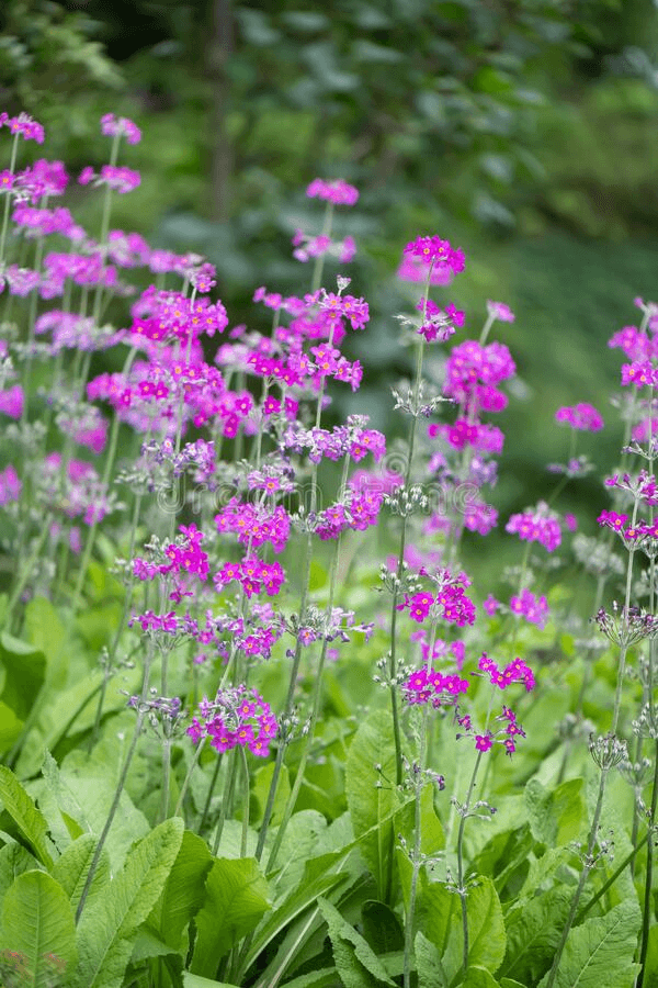 Примула Бэссиана