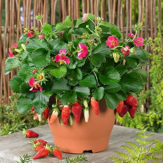 Fragaria × ananassa 'Tristan' (Вечнозеленая земляника)