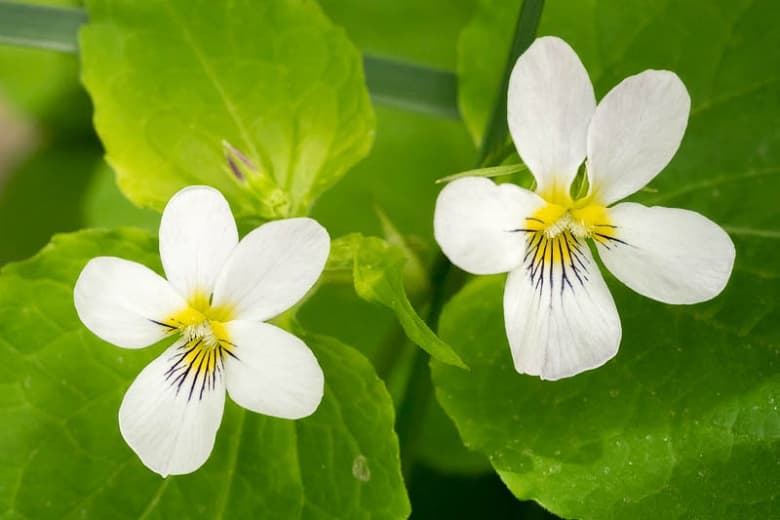 Viola canadensis (Канадская фиалка)