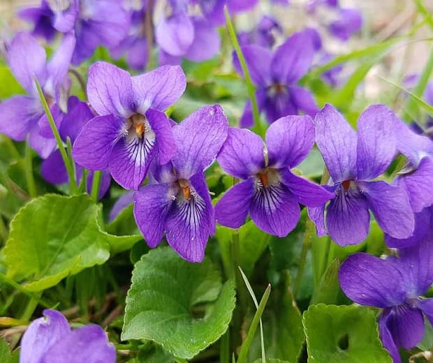 Viola odorata 'Queen Charlotte' (Сладкая фиалка)