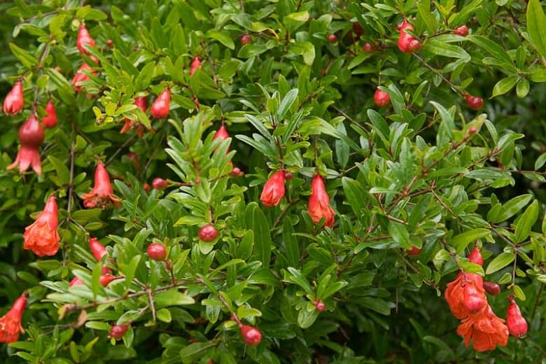 Punica granatum var. нана (карликовый гранат)