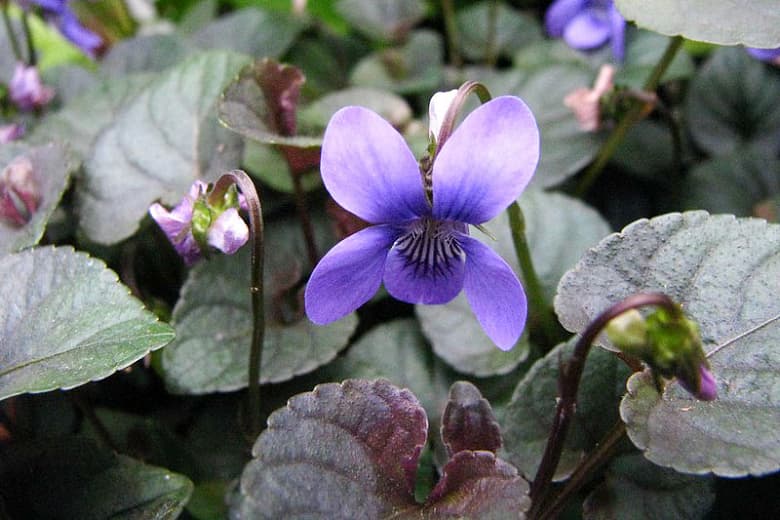 Viola labradorica (Лабрадорская фиалка)
