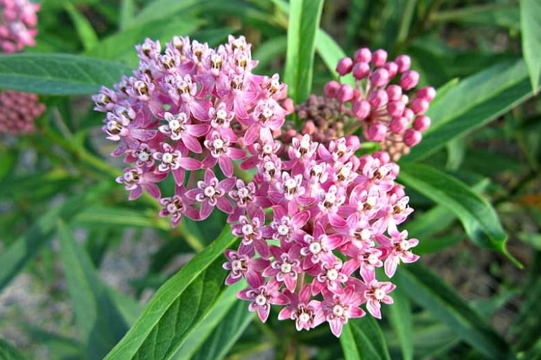 Asclepias syriaca (Молочай обыкновенный)