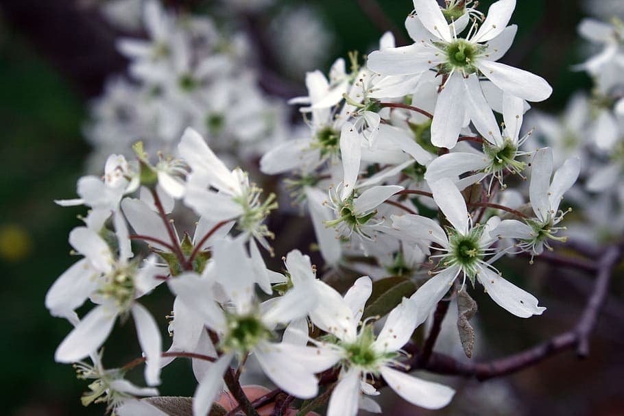 Ирга гладкая (сорт "Снежинки")