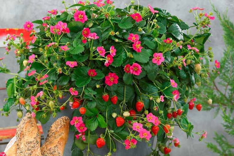 Fragaria × ananassa 'Toscana' (Вечнозеленая земляника)