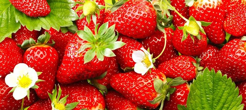 Fragaria × ananassa 'Quinault' (Вечнозеленая земляника)