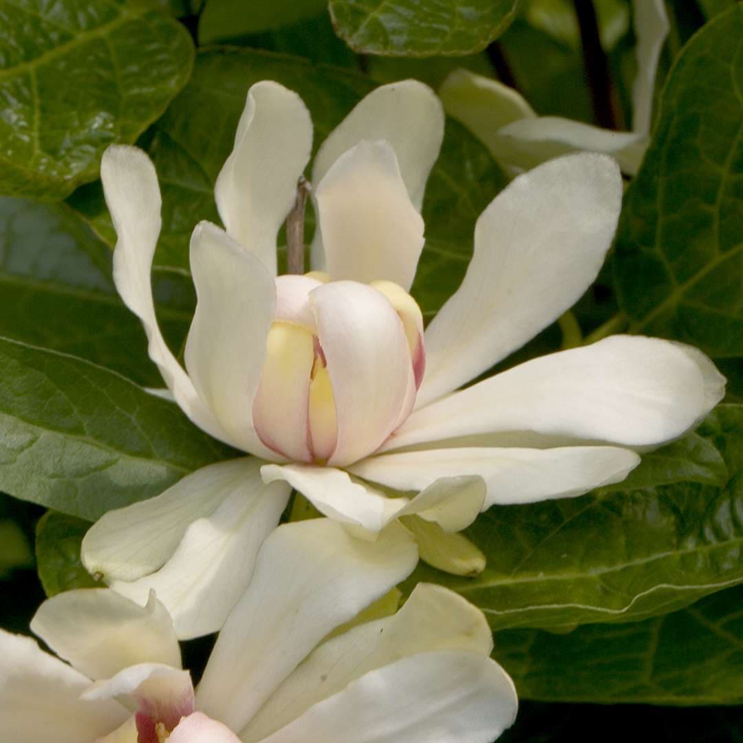 Каликант "Венус" ("Венера")