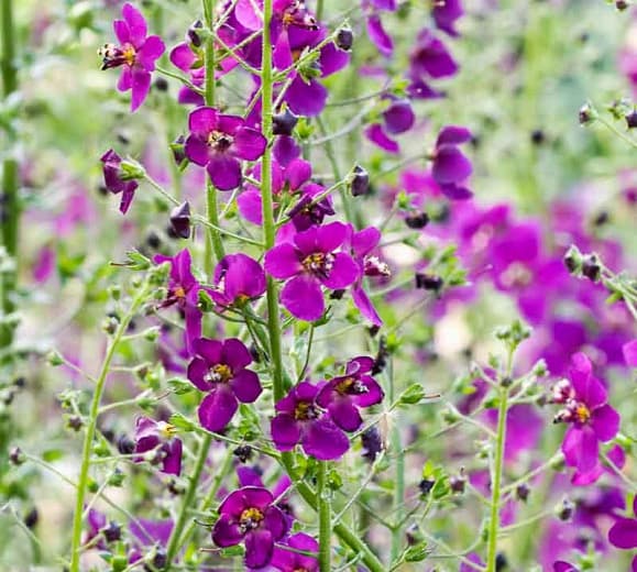 Verbascum phoeniceum 'Violetta' (Фиолетовый коровяк)