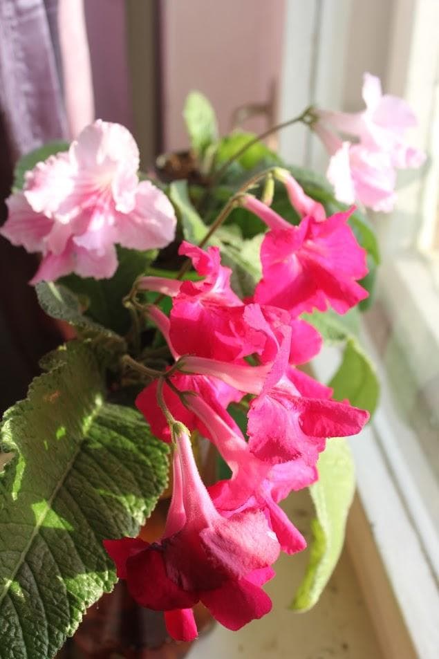 Стрептокарпус (Streptocarpus)