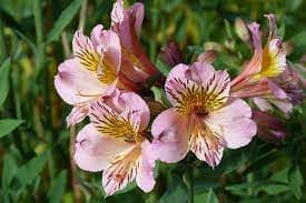 Alstroemeria 'Лиловая Маджести' (Peruvian Lily)
