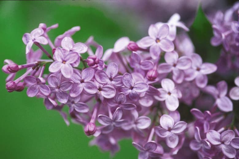 Syringa x hyacinthiflora 'Asessippi' (Раннецветущая сирень)