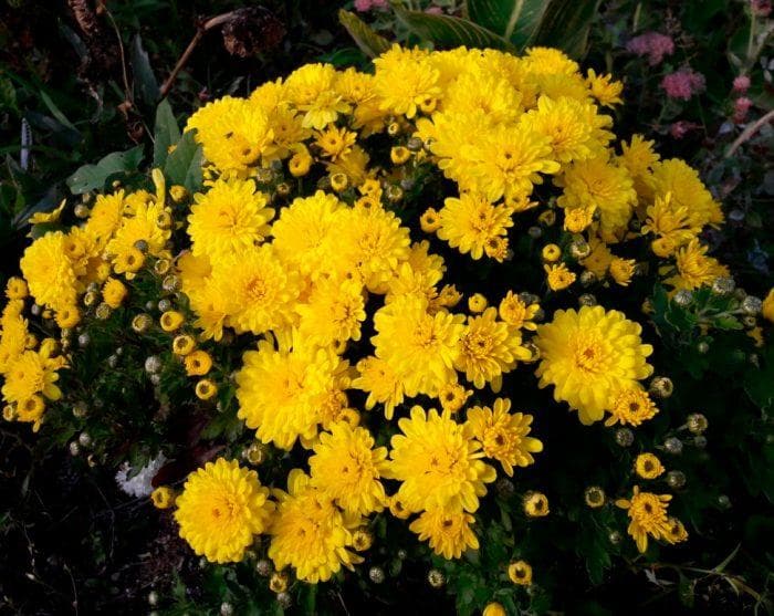Хризантемы мультифлора (Chrysanthemum multiflora)