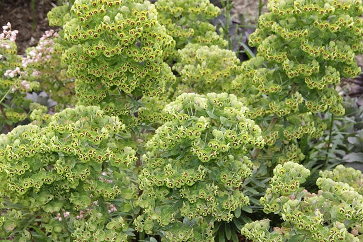 Euphorbia x martinii (Молочай Мартина)