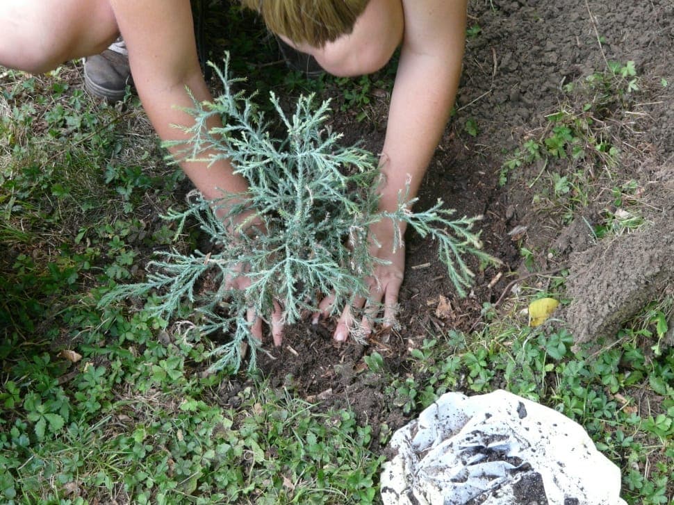 Секвойя вечнозелёная (сорт "Mount Loma Prieta Spike")