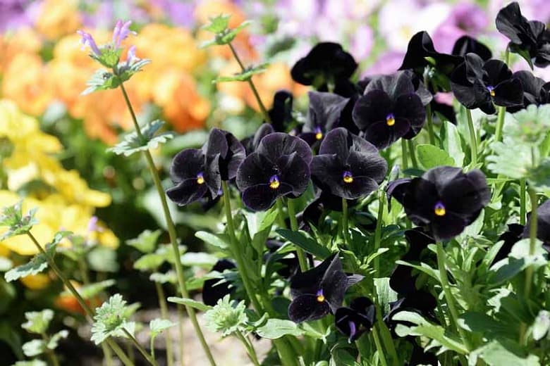 Viola cornuta 'Blackout'( Рогатая фиалка)