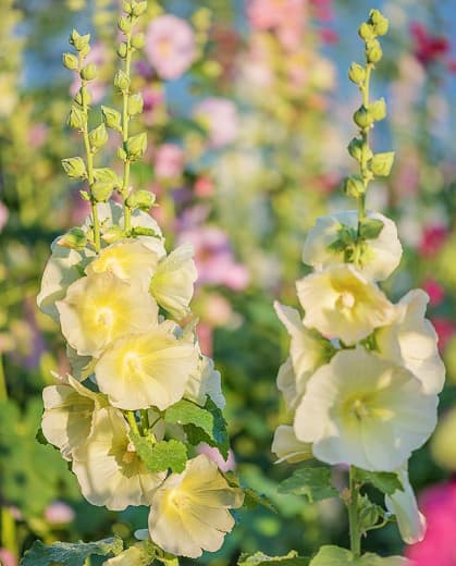 Alcea rugosa (Мальва)