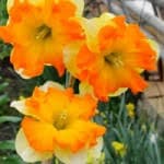 Нарцисс "Тиритомба" Narcissus "Tiritomba"