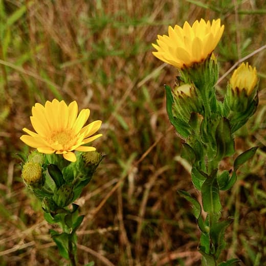 Chrysopsis mariana (Мэрилендская Золотая астра)