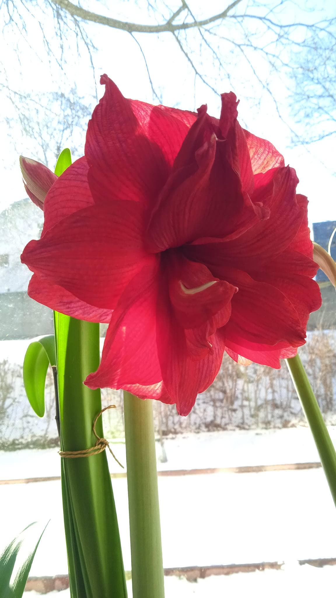 Гипеаструм Амарантиа (Hippeastrum Amarantia)