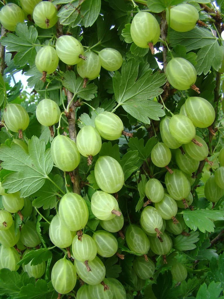 Крыжовник "Снежана"