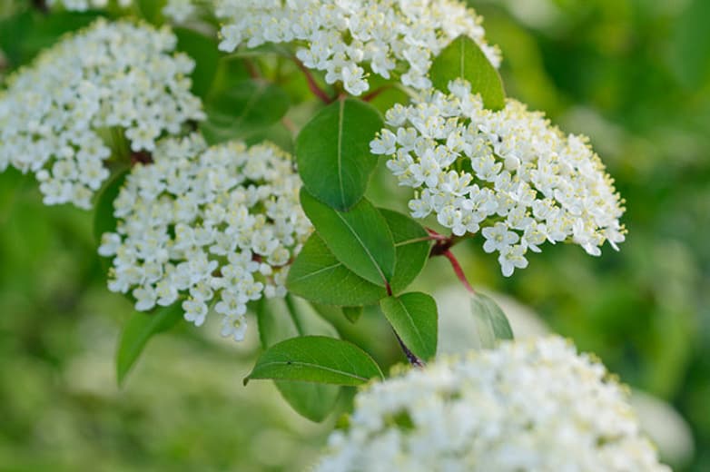 Калина черноплодная (Blackhaw)