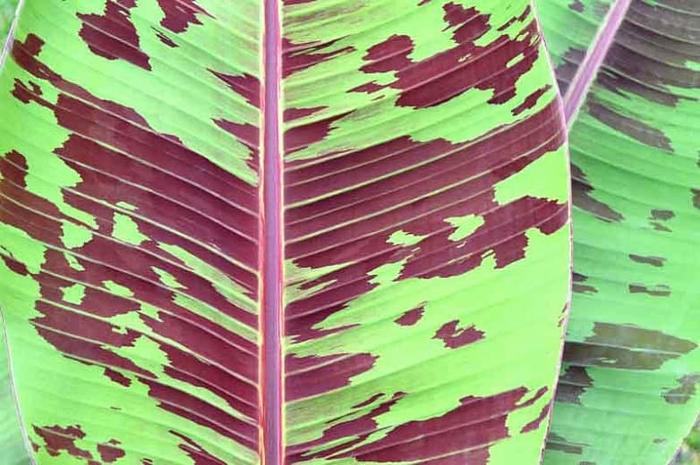 Musa acuminata 'Zebrina' (Банан с полосатыми листьями)