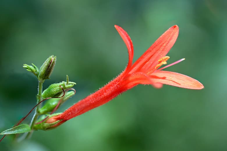 Anisacanthus quadrifidus var. райти (Пустынная жимолость)