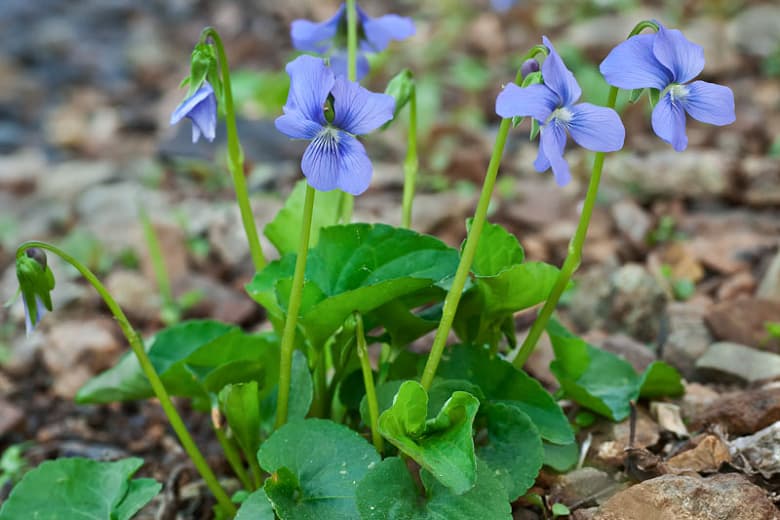 Viola cucullata (Болотная синяя фиалка)