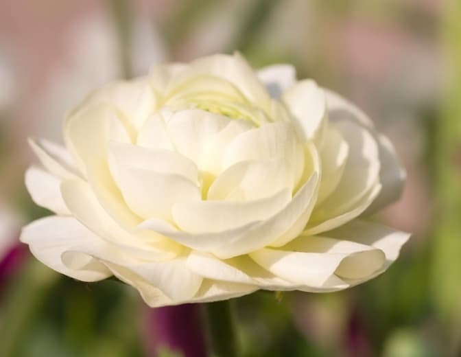 Ranunculus asiaticus 'Tomer White' (Персидский лютик)