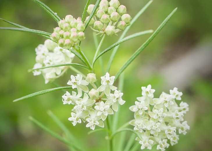 Asclepias verticillata (Мутовчатый молочай)