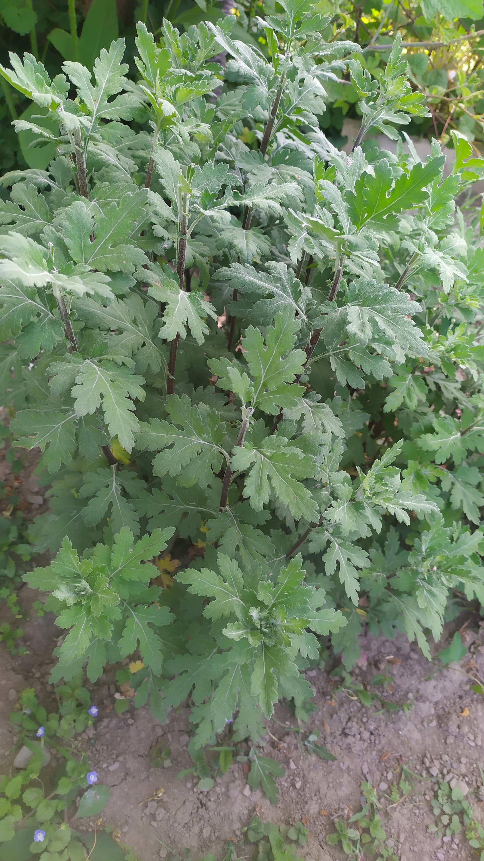 Хризантема -дубки, прищипка.