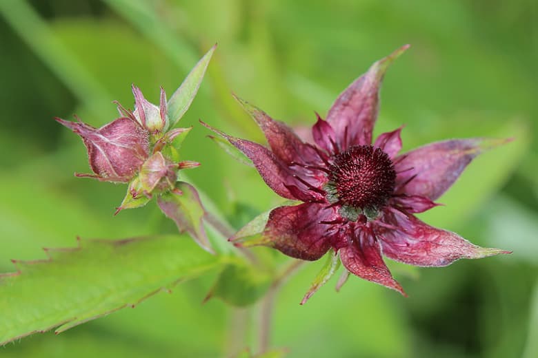 Potentilla palustris (Marsh Cinquefoil) Лапчатка обыкновенная (Лапчатка болотная)
