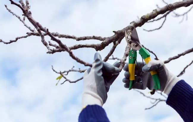 Зимняя обрезка сада
