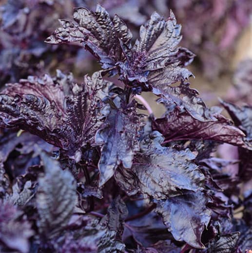 Ocimum basilicum var. purpurascens 'Purple Ruffles' (Пурпурный базилик)