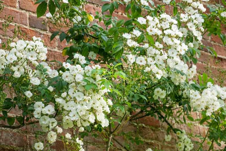 Роза 'Rambling Rector'