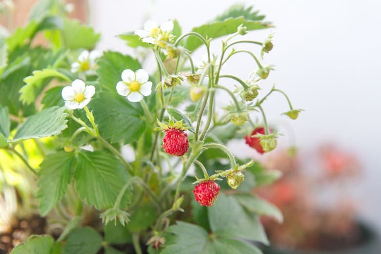 Fragaria vesca (Лесная земляника)