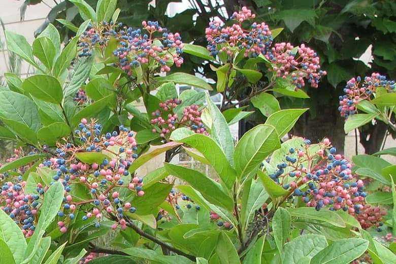 Калина голая(Withe Rod)