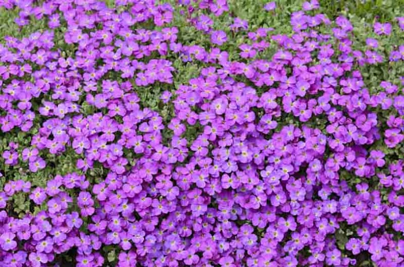 Aubrieta deltoidea (Кресс-салат)
