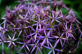 Декоративный лук 'Round and Purple'